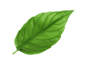 Green leaf