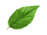 Green leaf